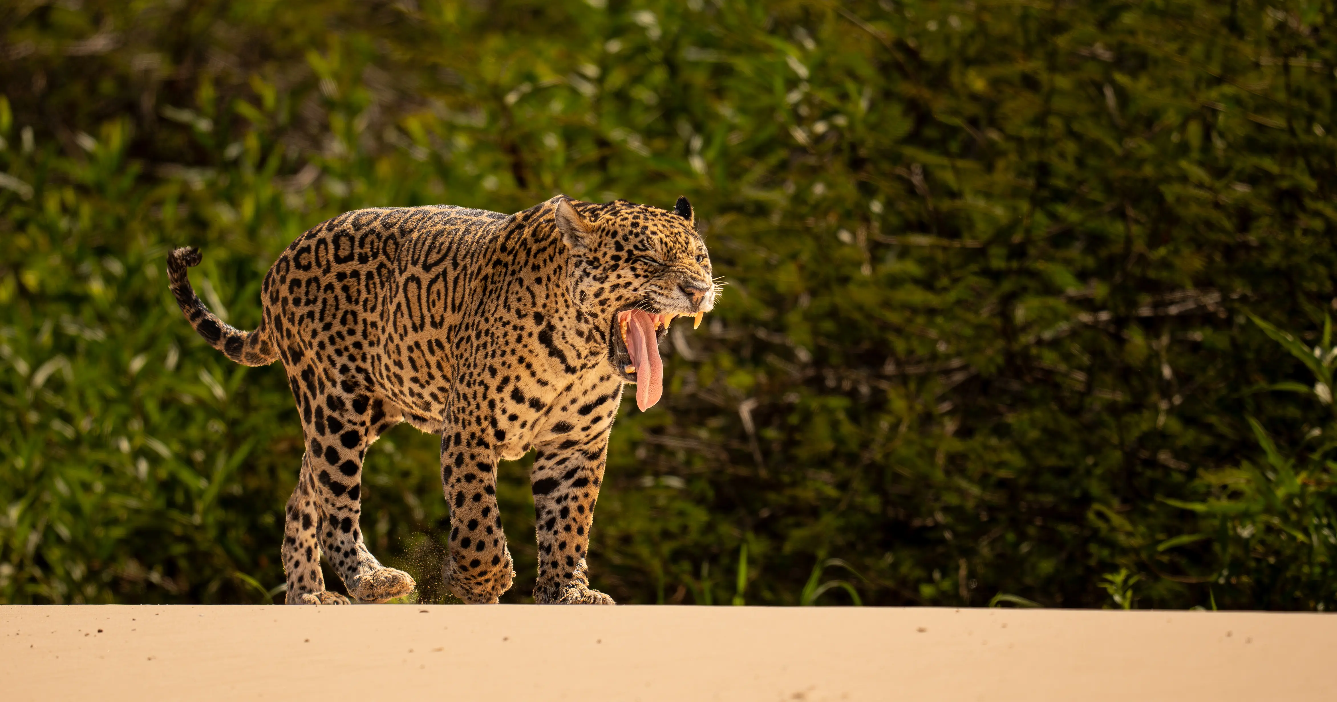 Pantanal Jaguar Expedition gallery image 20